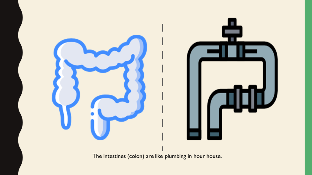 Side by side photos of an intestine and a pipe from plumbing