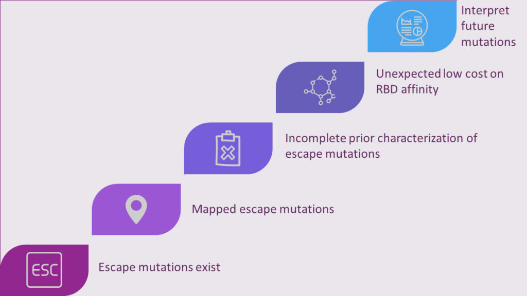 Escape mutations exist - mapped escape mutations - incomplete prior characterization of escape mutations - unexpected low cost on RBD affinity - Interpret future mutations
