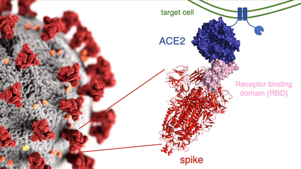 example slide - covid 19 target cell, receptor binding, spike and Ace2